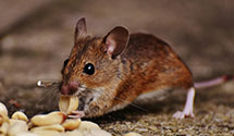 24 Hour & Emergency Exterminators in State Of Ca, CA